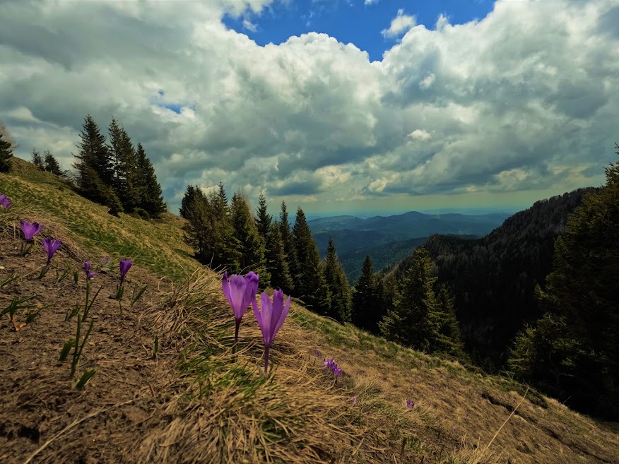 excursie-munte-coltii-lui-barbes-varful-cu-dor-oxigentour-ro